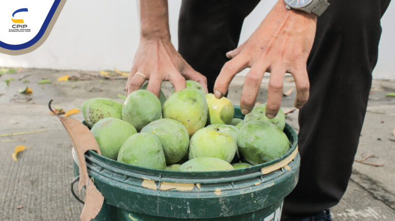 Mango Picking May 2025