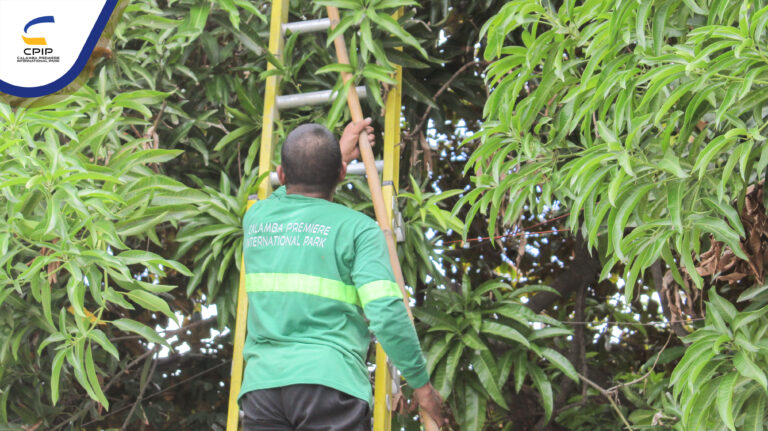 Mango Picking May 2025