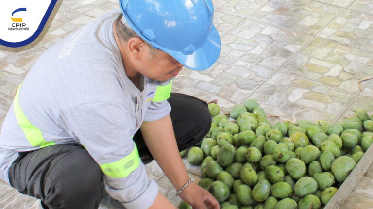 Mango Picking May 2025